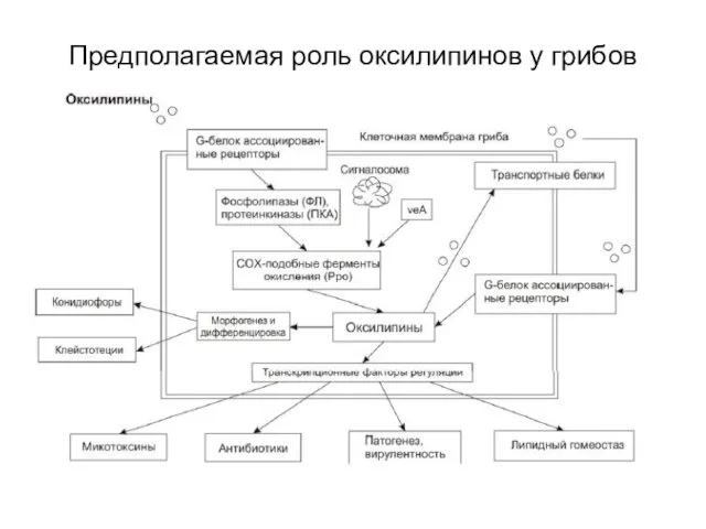 Предполагаемая роль оксилипинов у грибов