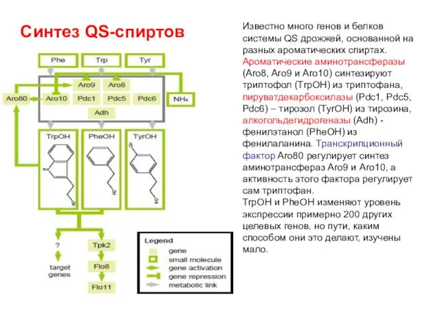 Синтез QS-спиртов Известно много генов и белков системы QS дрожжей, основанной