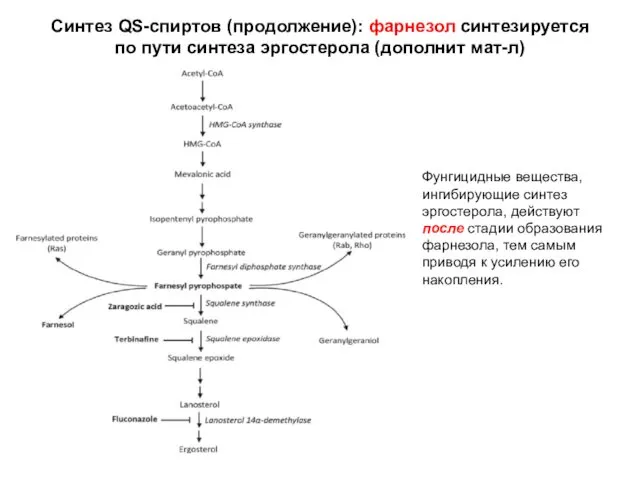 Синтез QS-спиртов (продолжение): фарнезол синтезируется по пути синтеза эргостерола (дополнит мат-л)