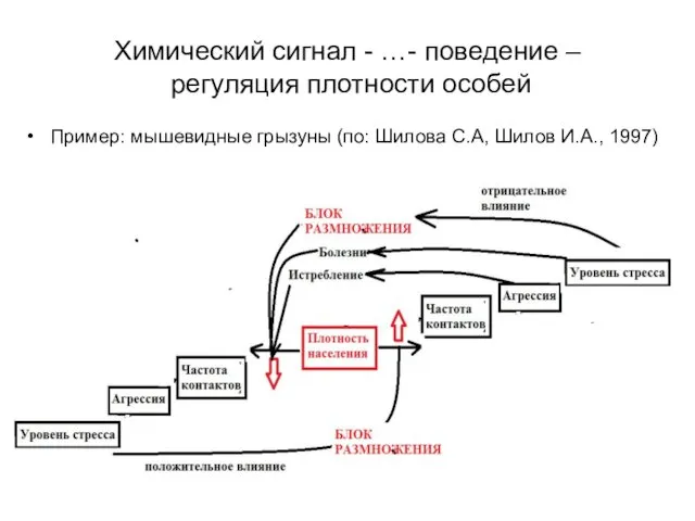 Химический сигнал - …- поведение – регуляция плотности особей Пример: мышевидные