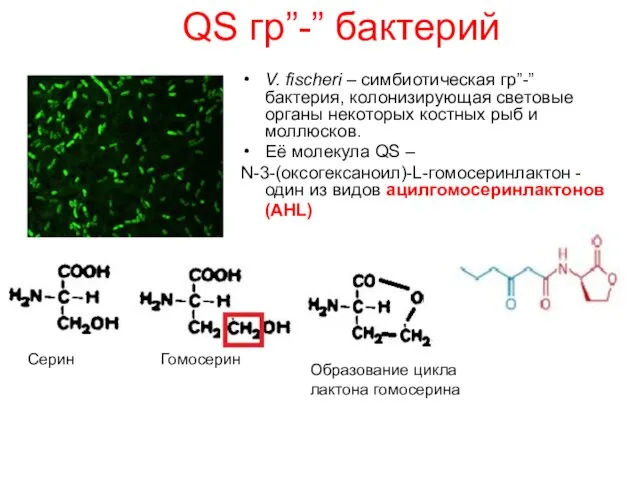 QS гр”-” бактерий V. fischeri – симбиотическая гр”-” бактерия, колонизирующая световые