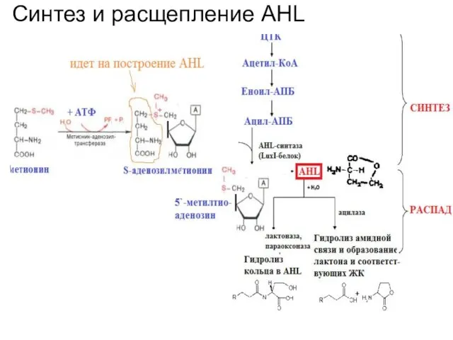 Синтез и расщепление AHL