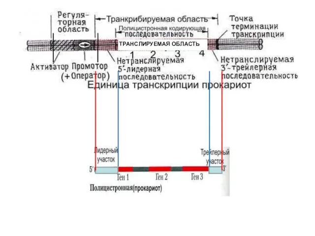 ТРАНСЛИРУЕМАЯ ОБЛАСТЬ