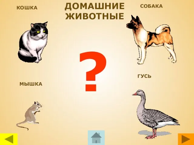 КОШКА СОБАКА МЫШКА ГУСЬ ? ДОМАШНИЕ ЖИВОТНЫЕ