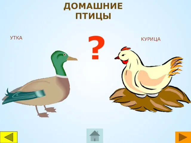 УТКА КУРИЦА ? ДОМАШНИЕ ПТИЦЫ