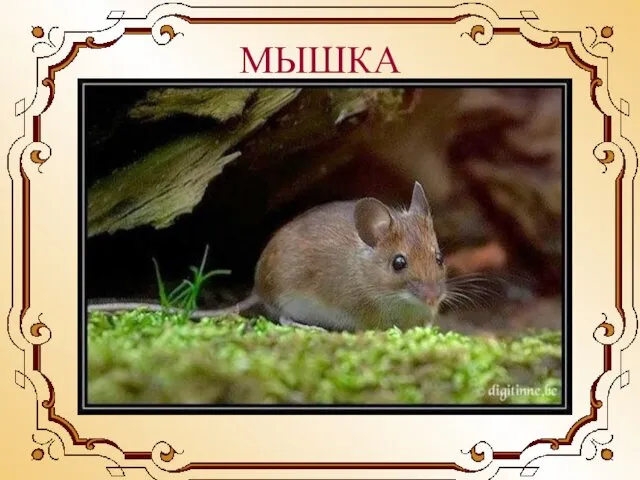 МЫШКА