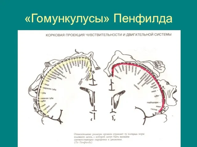 «Гомункулусы» Пенфилда