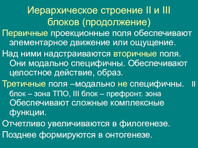 Иерархическое строение II и III блоков (продолжение) Первичные проекционные поля обеспечивают