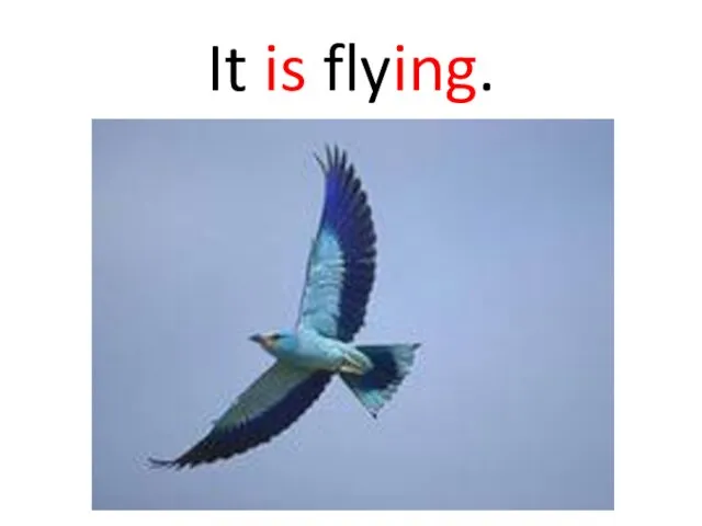 It is flying.