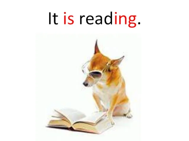 It is reading.