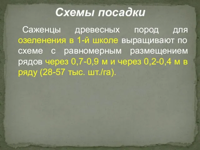 Саженцы древесных пород для озеленения в 1-й школе выращивают по схеме