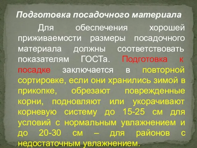 Для обеспечения хорошей приживаемости размеры посадочного материала должны соответствовать показателям ГОСТа.