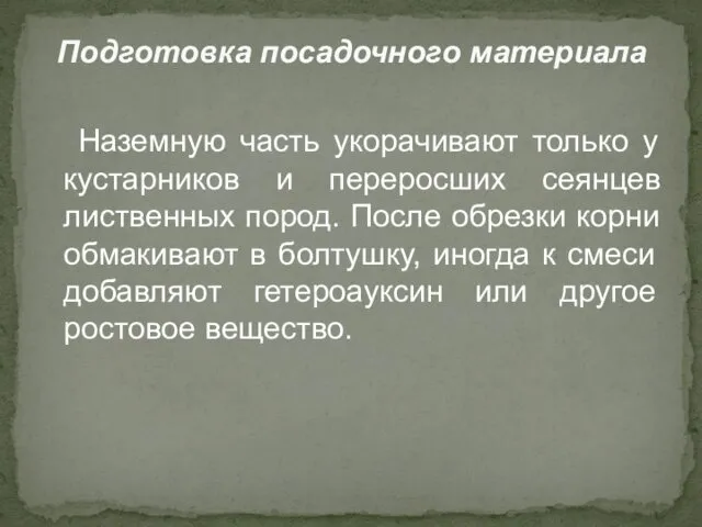 Наземную часть укорачивают только у кустарников и переросших сеянцев лиственных пород.