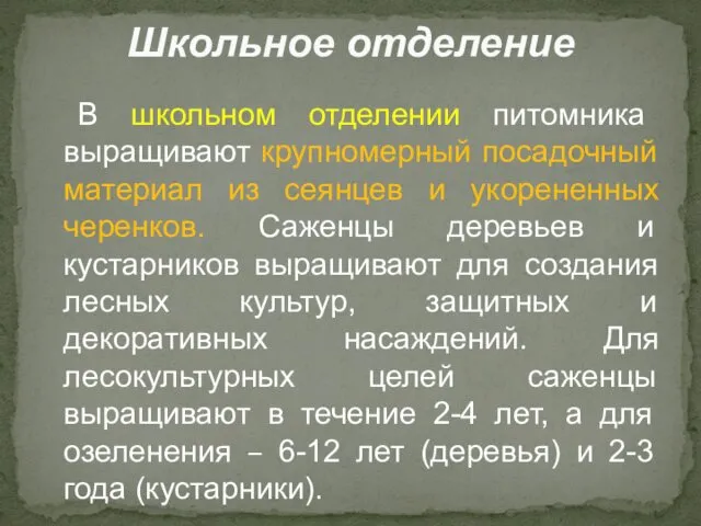 В школьном отделении питомника выращивают крупномерный посадочный материал из сеянцев и