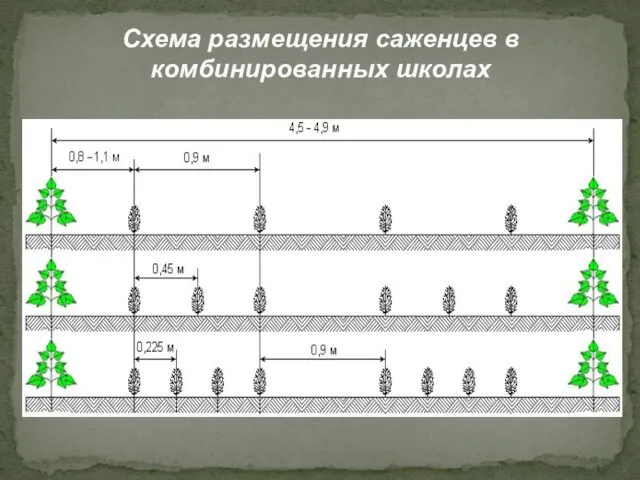 Схема размещения саженцев в комбинированных школах