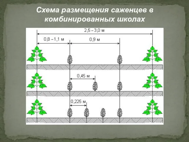 Схема размещения саженцев в комбинированных школах