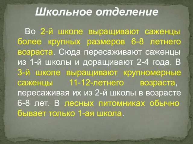 Во 2-й школе выращивают саженцы более крупных размеров 6-8 летнего возраста.