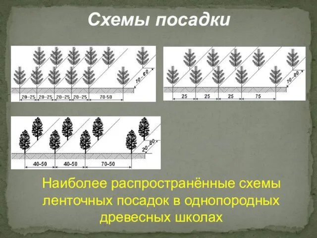 Схемы посадки Наиболее распространённые схемы ленточных посадок в однопородных древесных школах