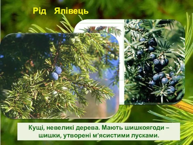 Рід Ялівець Кущі, невеликі дерева. Мають шишкоягоди – шишки, утворені м’ясистими лусками.