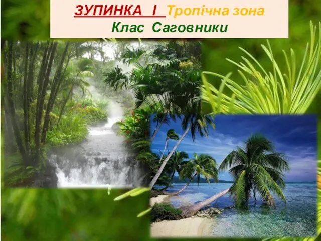 ЗУПИНКА І Тропічна зона Клас Саговники