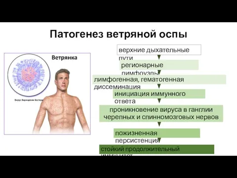 Патогенез ветряной оспы стойкий продолжительный иммунитет верхние дыхательные пути регионарные лимфоузлы