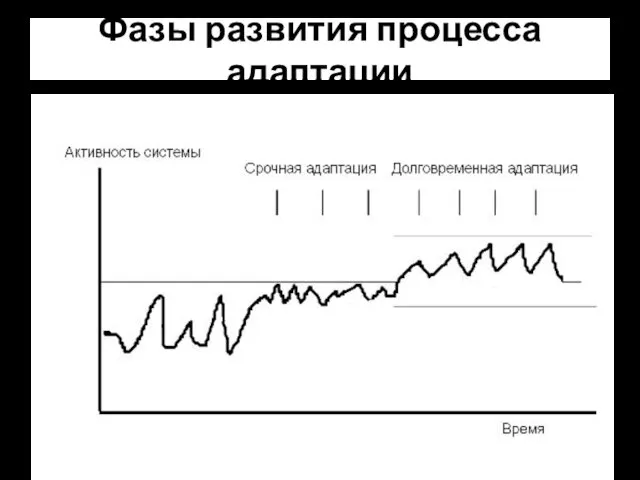 Фазы развития процесса адаптации