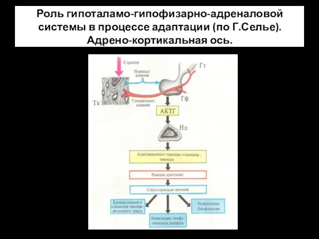 Роль гипоталамо-гипофизарно-адреналовой системы в процессе адаптации (по Г.Селье). Адрено-кортикальная ось.