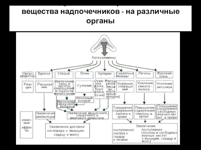 Влияние адреналина – гормона мозгового вещества надпочечников - на различные органы