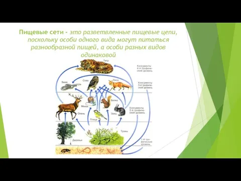 Пищевые сети - это разветвленные пищевые цепи, поскольку особи одного вида