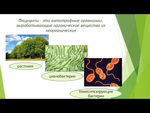 Продуценты – это автотрофные организмы, вырабатывающие органические вещества из неорганических растения цианобактерии Хемоситезирующие бактерии