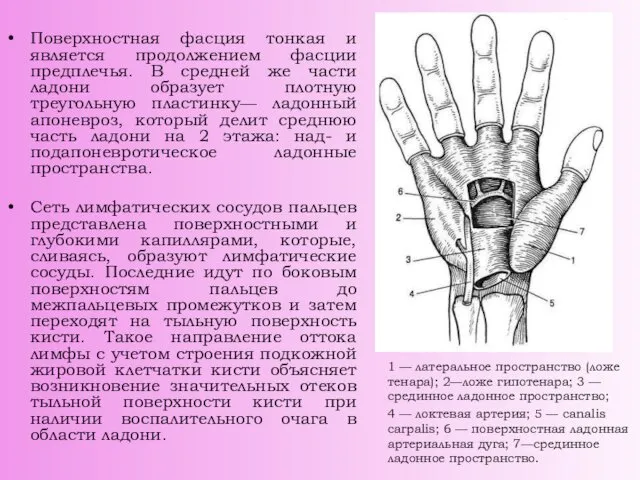 Поверхностная фасция тонкая и является продолжением фасции предплечья. В средней же