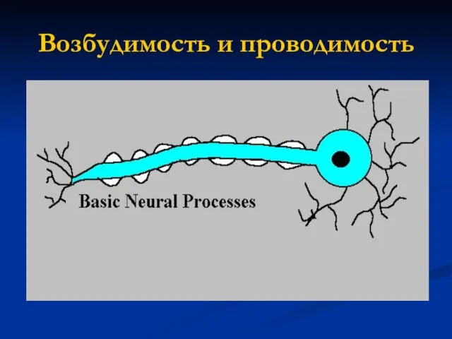 Возбудимость и проводимость