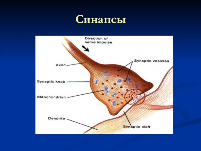 Синапсы