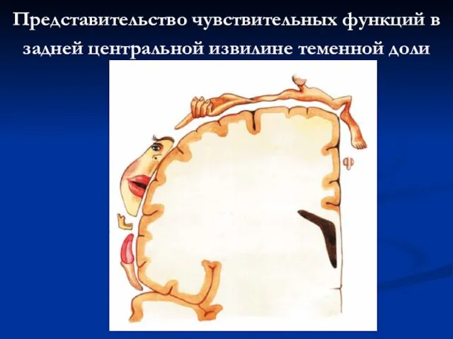 Представительство чувствительных функций в задней центральной извилине теменной доли