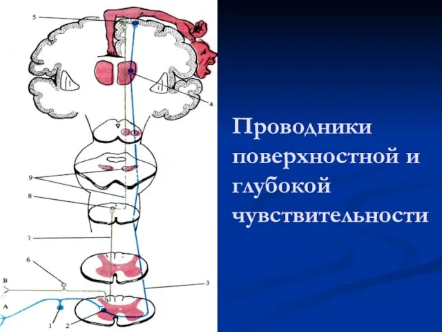 Проводники поверхностной и глубокой чувствительности