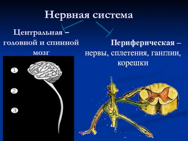 Центральная – головной и спинной мозг Периферическая – нервы, сплетения, ганглии, корешки Нервная система