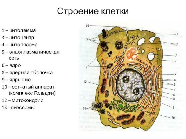 Строение клетки 1 – цитолемма 3 – цитоцентр 4 – цитоплазма