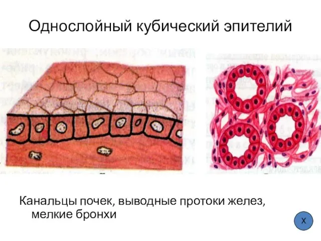 Однослойный кубический эпителий Канальцы почек, выводные протоки желез, мелкие бронхи Х