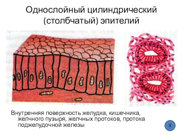 Однослойный цилиндрический (столбчатый) эпителий Внутренняя поверхность желудка, кишечника, желчного пузыря, желчных протоков, протока поджелудочной железы Х