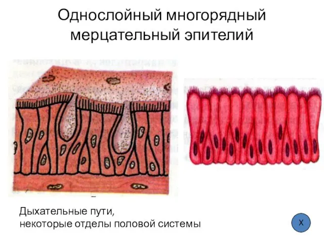 Однослойный многорядный мерцательный эпителий Дыхательные пути, некоторые отделы половой системы Х