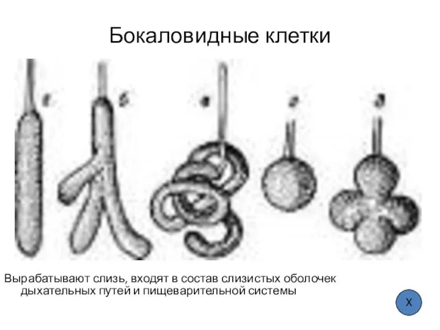 Бокаловидные клетки Вырабатывают слизь, входят в состав слизистых оболочек дыхательных путей и пищеварительной системы Х