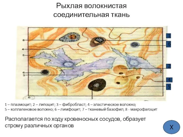 Рыхлая волокнистая соединительная ткань 1 – плазмоцит; 2 – липоцит; 3