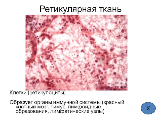 Ретикулярная ткань Клетки (ретикулоциты) Образует органы иммунной системы (красный костный мозг,