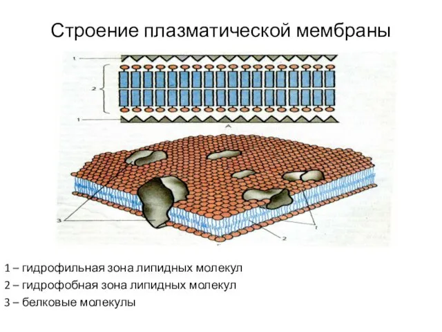 Строение плазматической мембраны 1 – гидрофильная зона липидных молекул 2 –