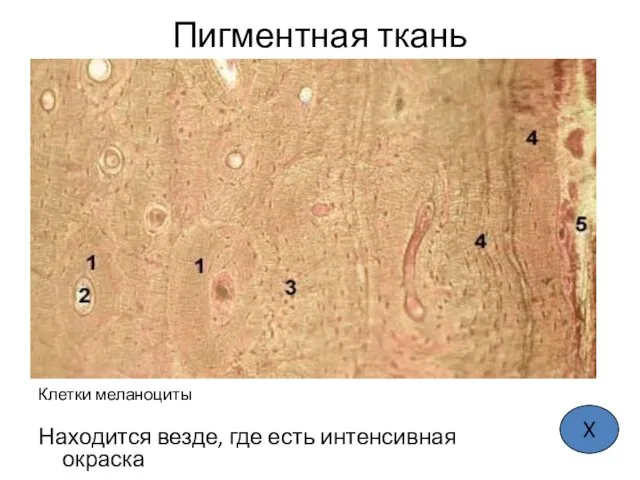 Пигментная ткань Клетки меланоциты Находится везде, где есть интенсивная окраска Х