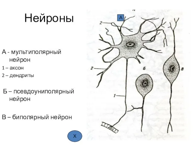 Нейроны А - мультиполярный нейрон 1 – аксон 2 – дендриты