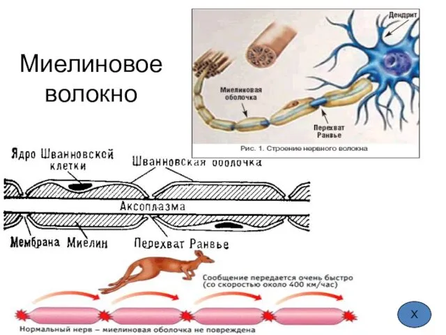 Миелиновое волокно Х