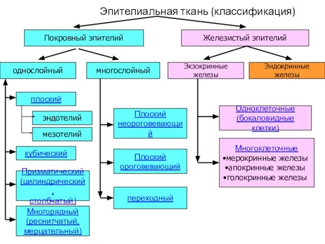 Эпителиальная ткань (классификация) Покровный эпителий Железистый эпителий однослойный многослойный Экзокринные железы