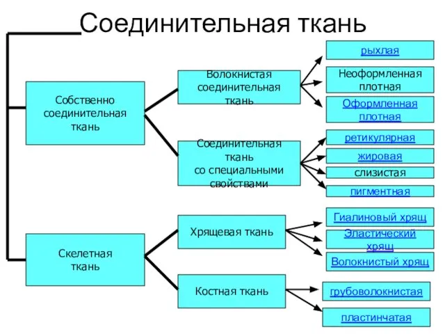 Соединительная ткань Собственно соединительная ткань Скелетная ткань Соединительная ткань со специальными