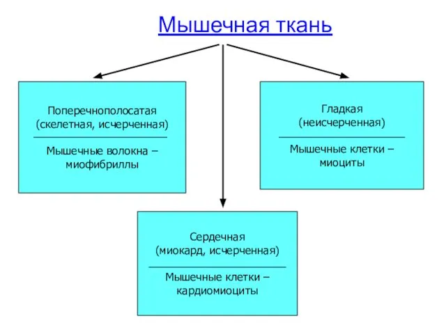 Мышечная ткань Поперечнополосатая (скелетная, исчерченная) Мышечные волокна – миофибриллы Сердечная (миокард,